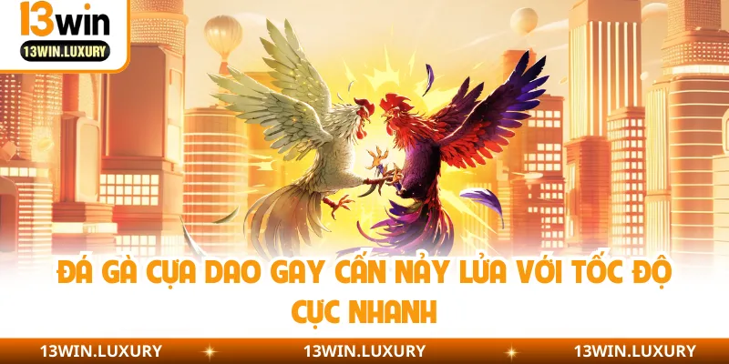 Đá Gà Cựa Dao Gay Cấn Nảy Lửa Với Tốc Độ Cực Nhanh